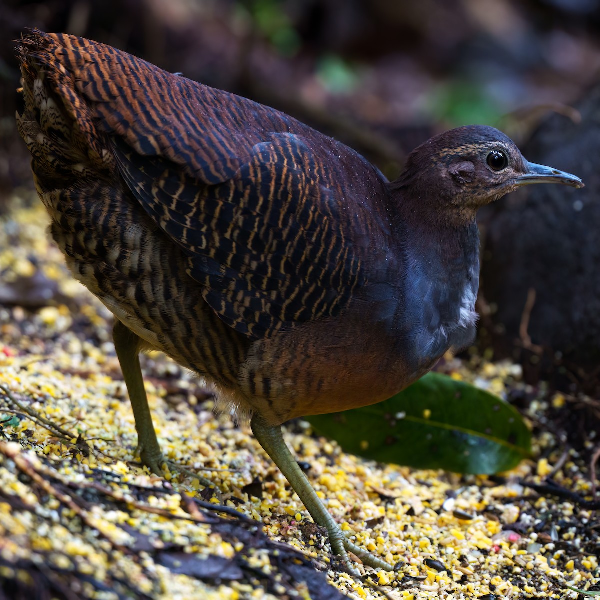 Yellow-legged Tinamou - ML643248551