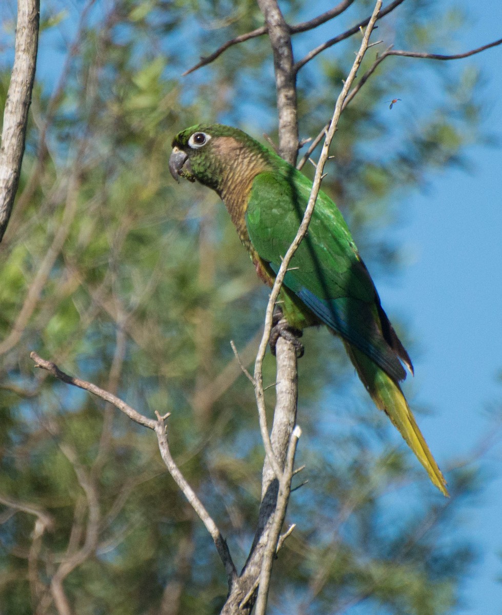Maroon-bellied Parakeet - ML643248558