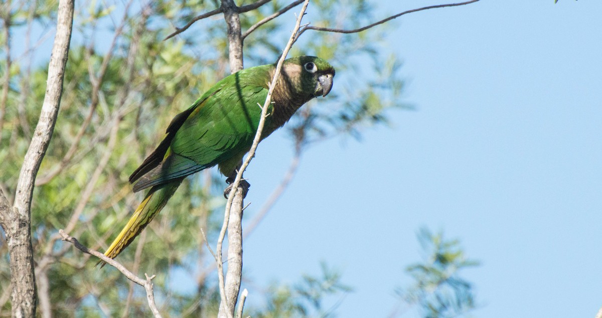 Maroon-bellied Parakeet - ML643248559