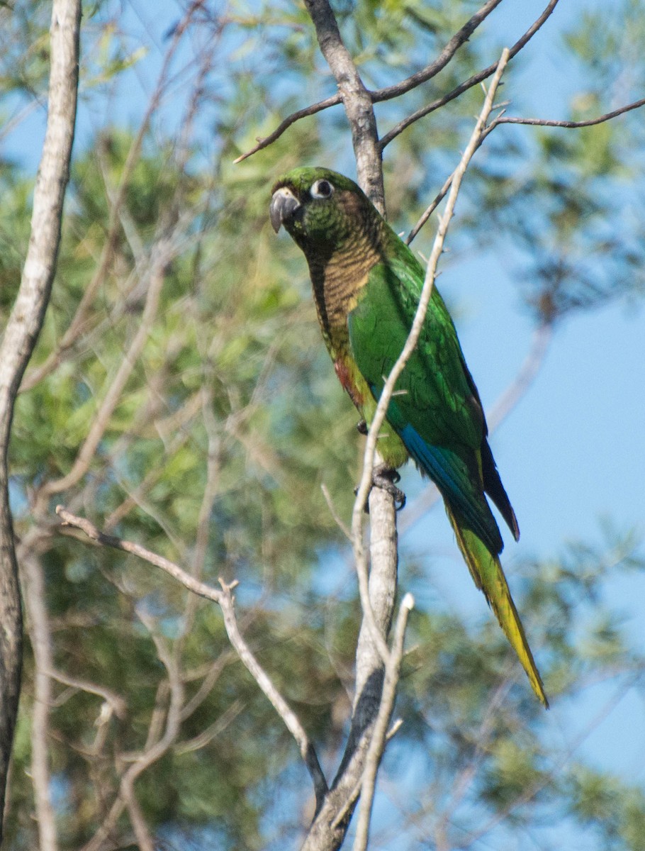 Maroon-bellied Parakeet - ML643248560