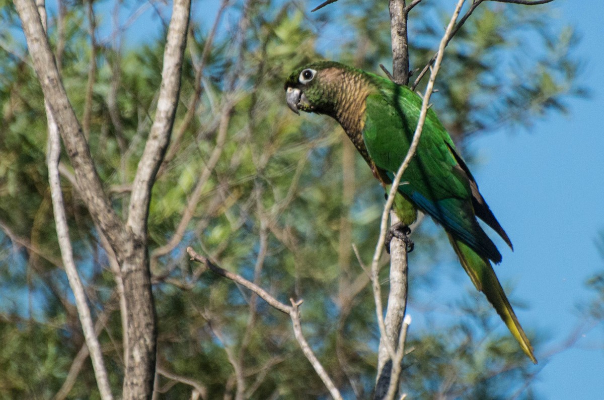 Maroon-bellied Parakeet - ML643248561
