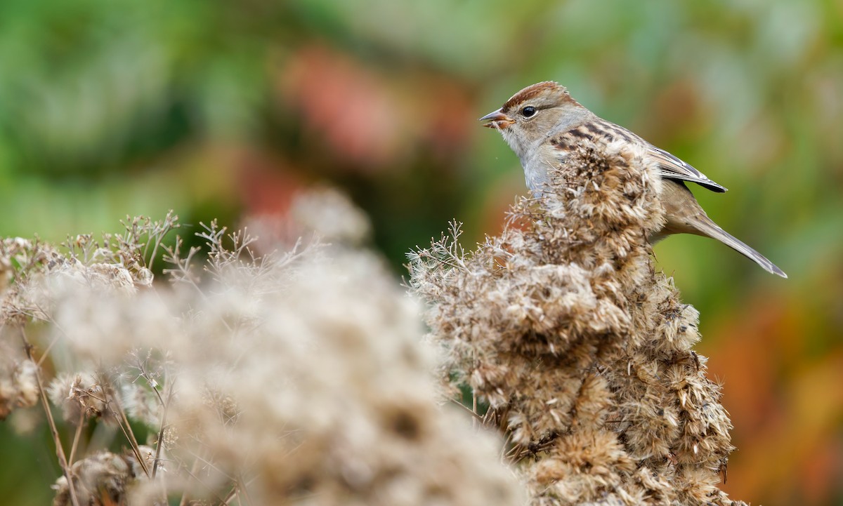 White-crowned Sparrow - ML643248614