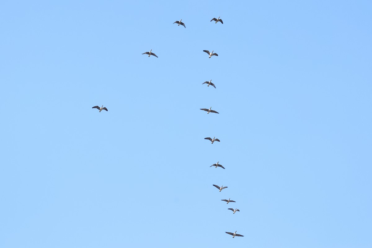 ברנטה קנדית - ML643248618