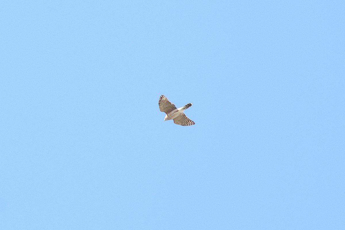 Cooper's Hawk - ML643248634