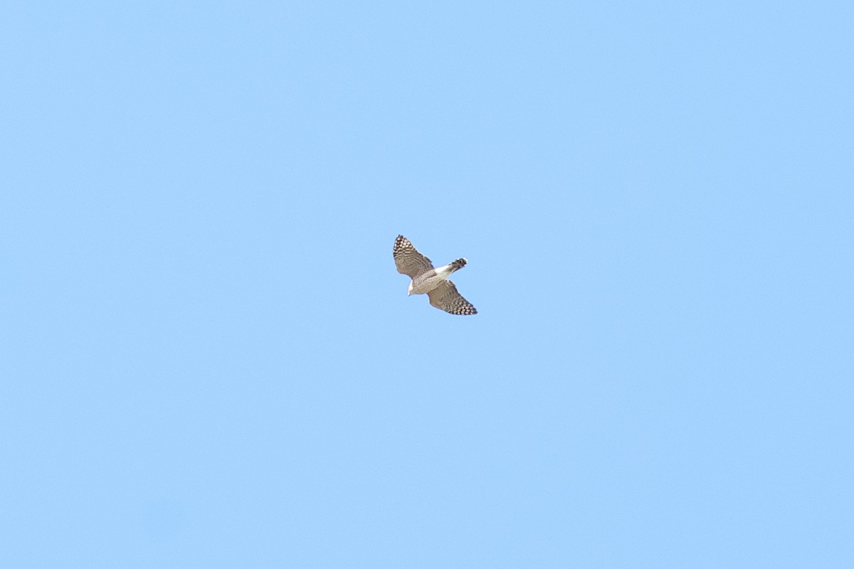 Cooper's Hawk - ML643248637