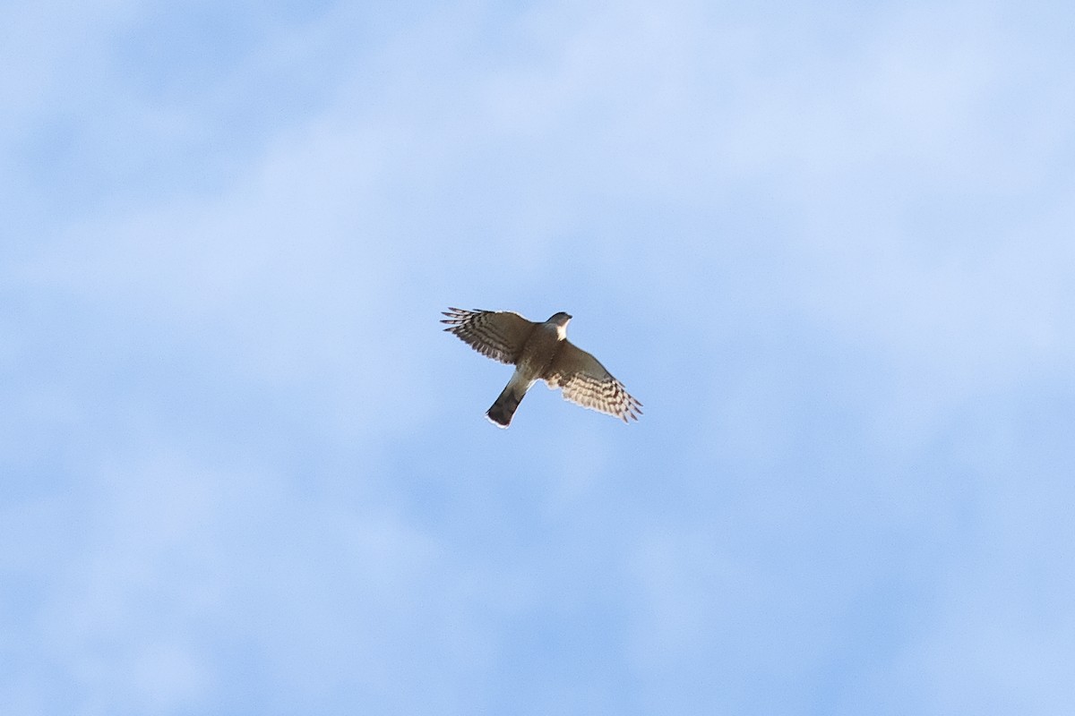 Cooper's Hawk - ML643248638