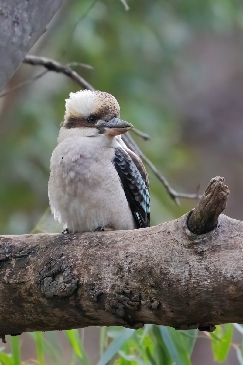 Laughing Kookaburra - ML643248648