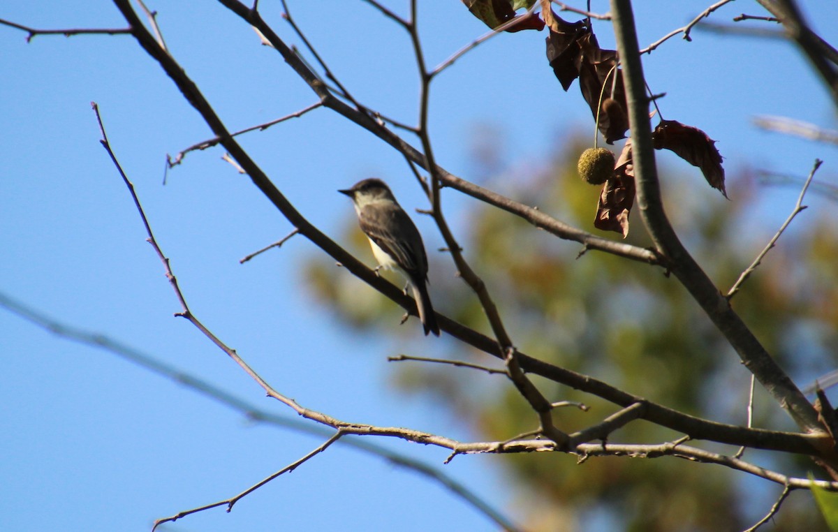 Eastern Phoebe - ML643248650