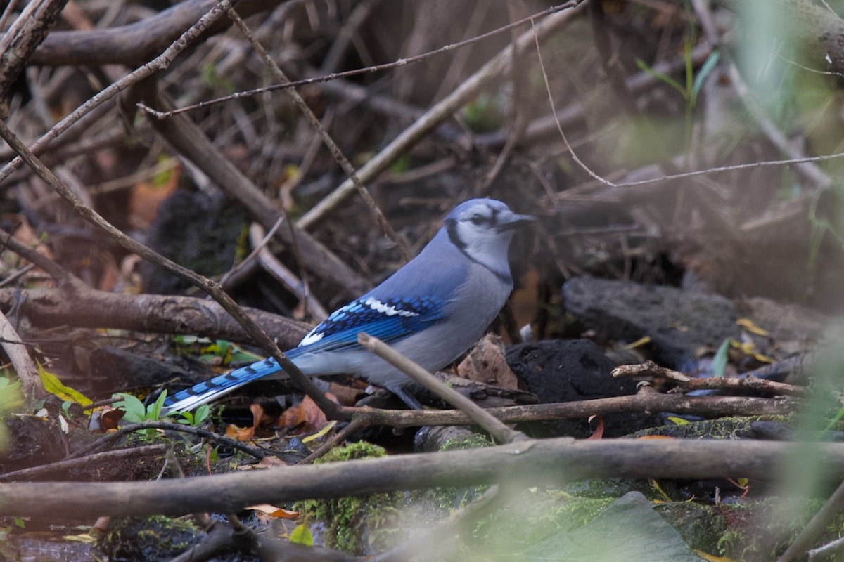 Blue Jay - ML643248666