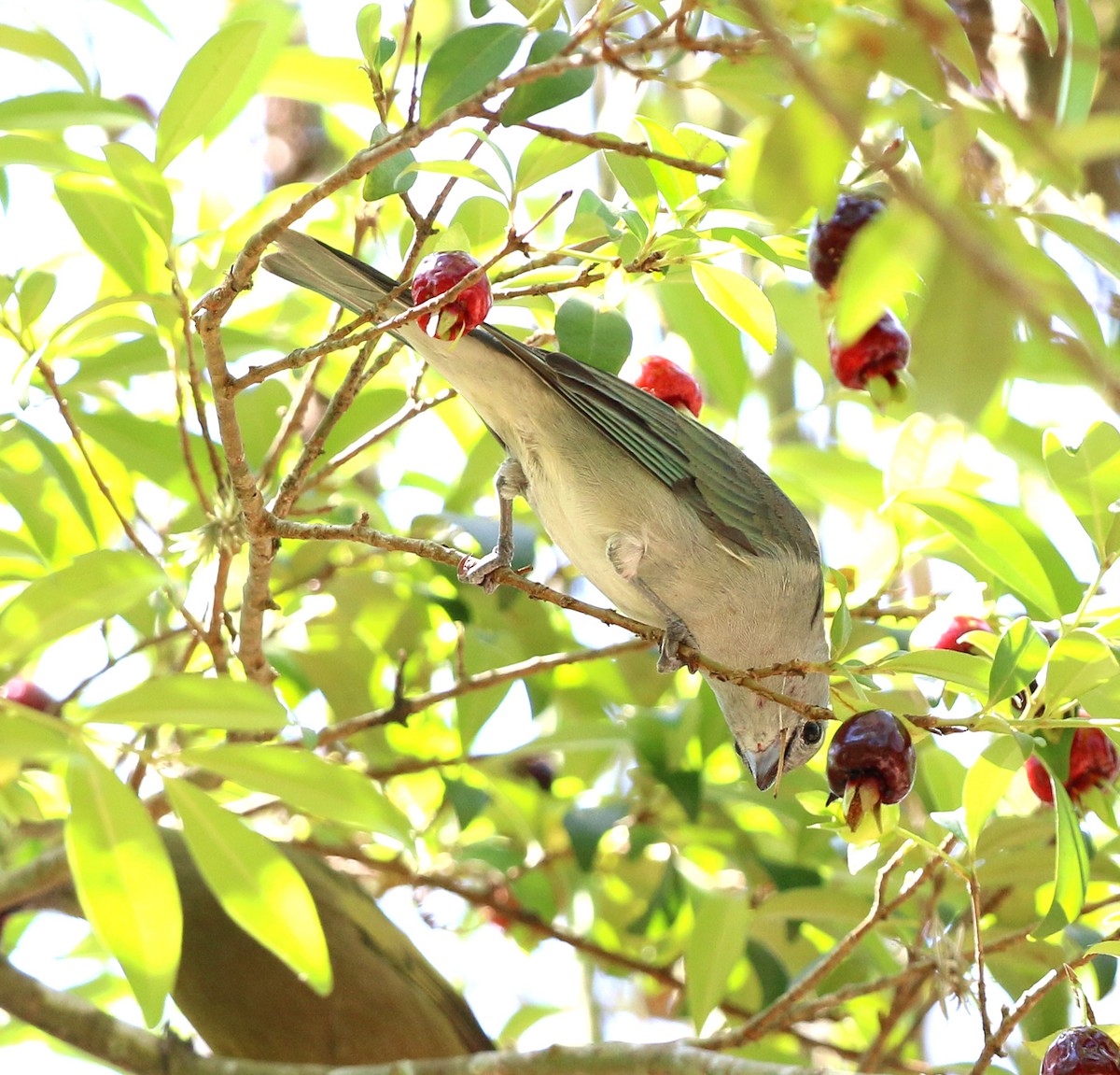 Tangara sayaca - ML643248667