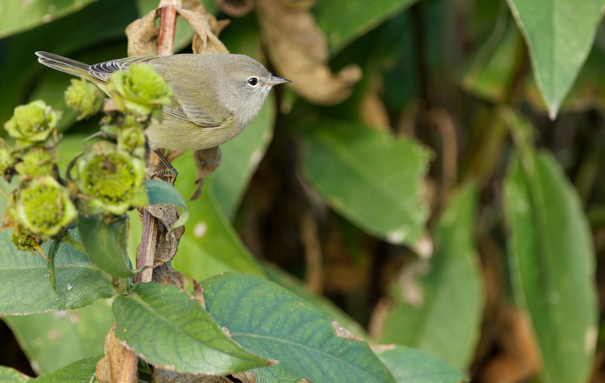 Orange-crowned Warbler - ML643248669