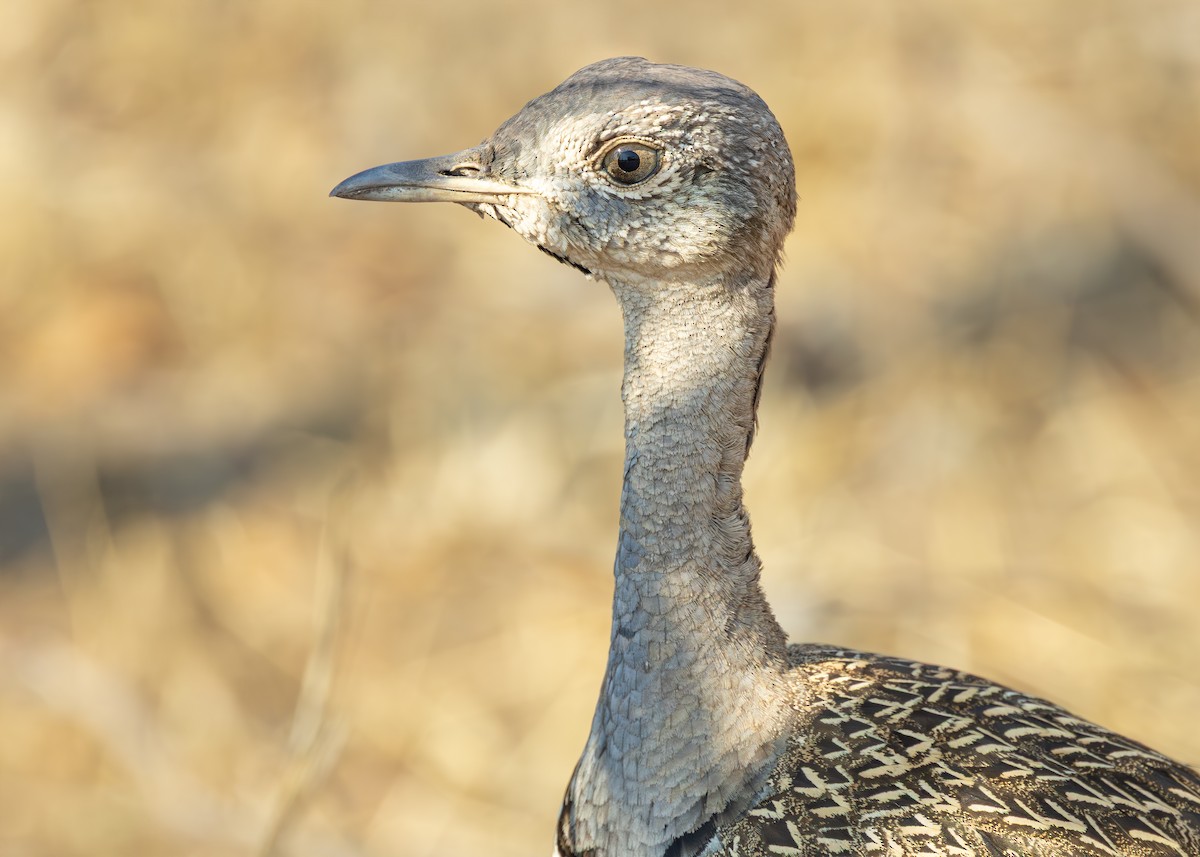 Red-crested Bustard - ML643248671