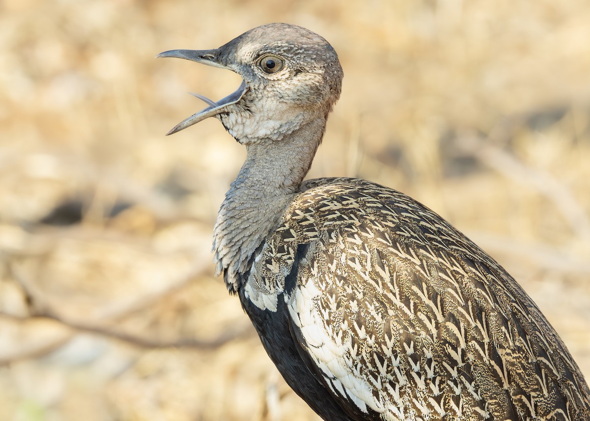 Red-crested Bustard - ML643248672