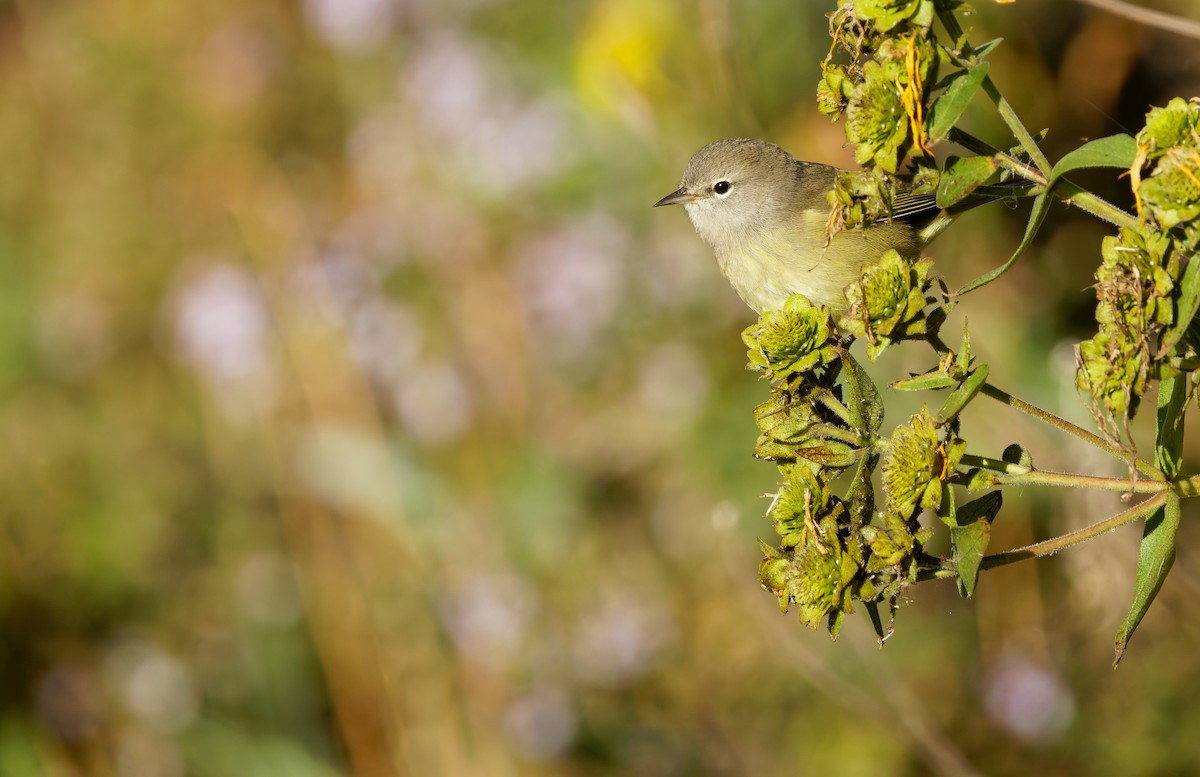 Orange-crowned Warbler - ML643248674