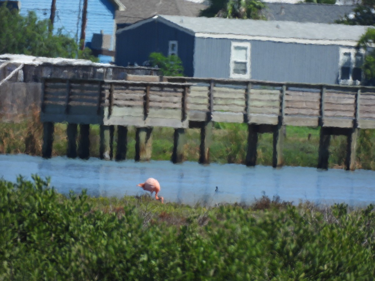American Flamingo - ML643248676