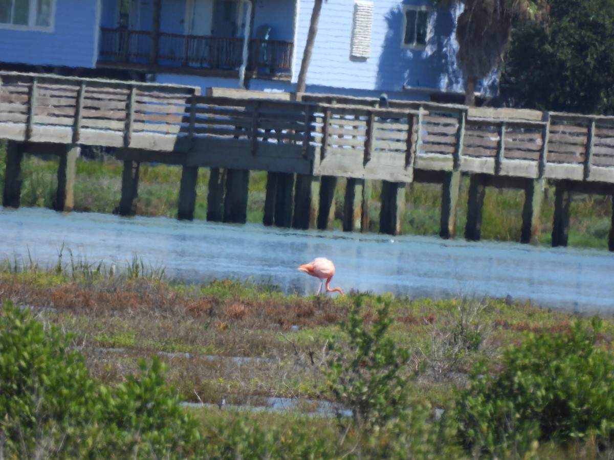 American Flamingo - ML643248677