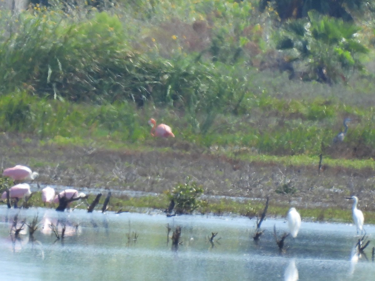 American Flamingo - ML643248678