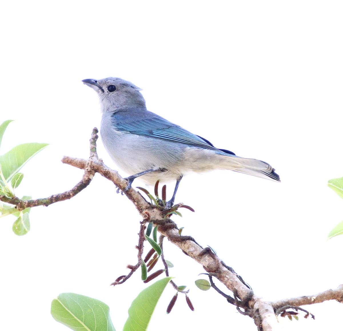 Tangara sayaca - ML643248680