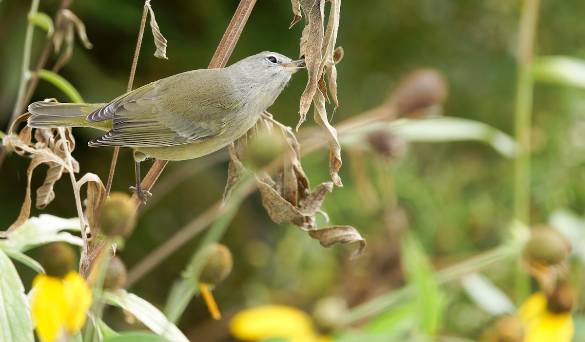 Orange-crowned Warbler - ML643248681