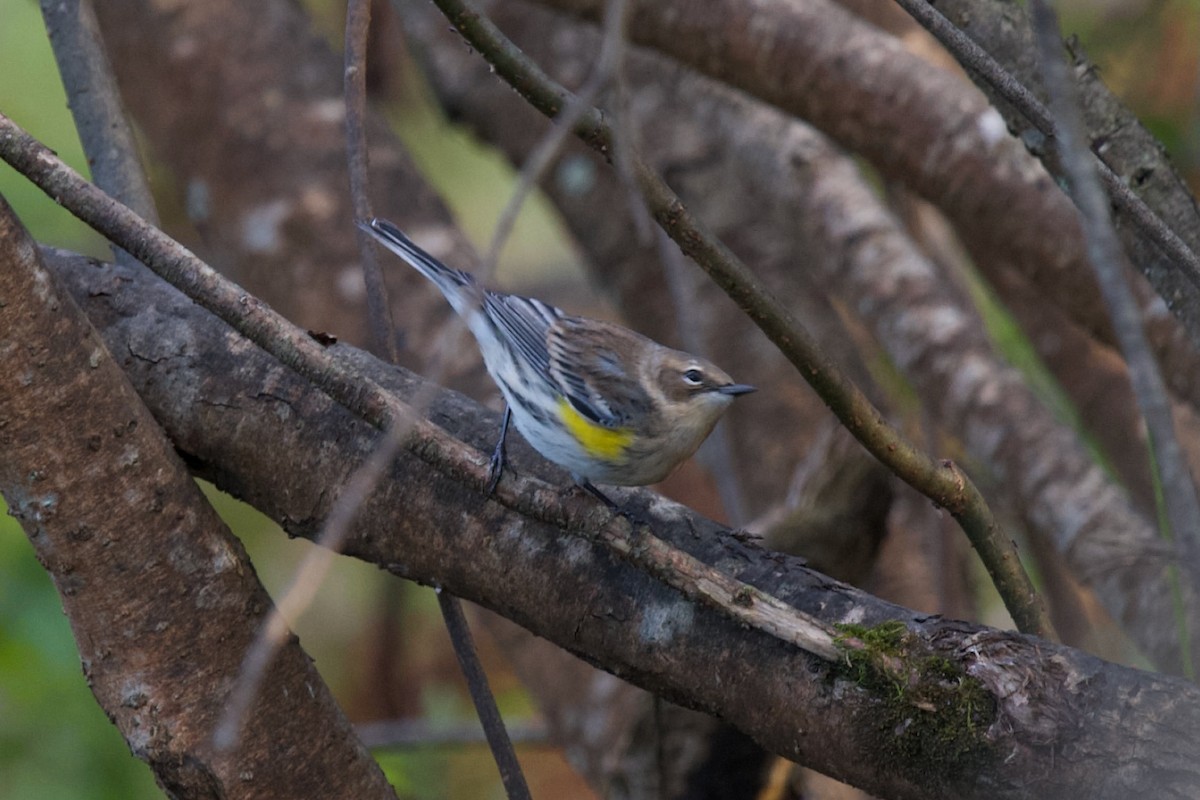 Yellow-rumped Warbler - ML643248689