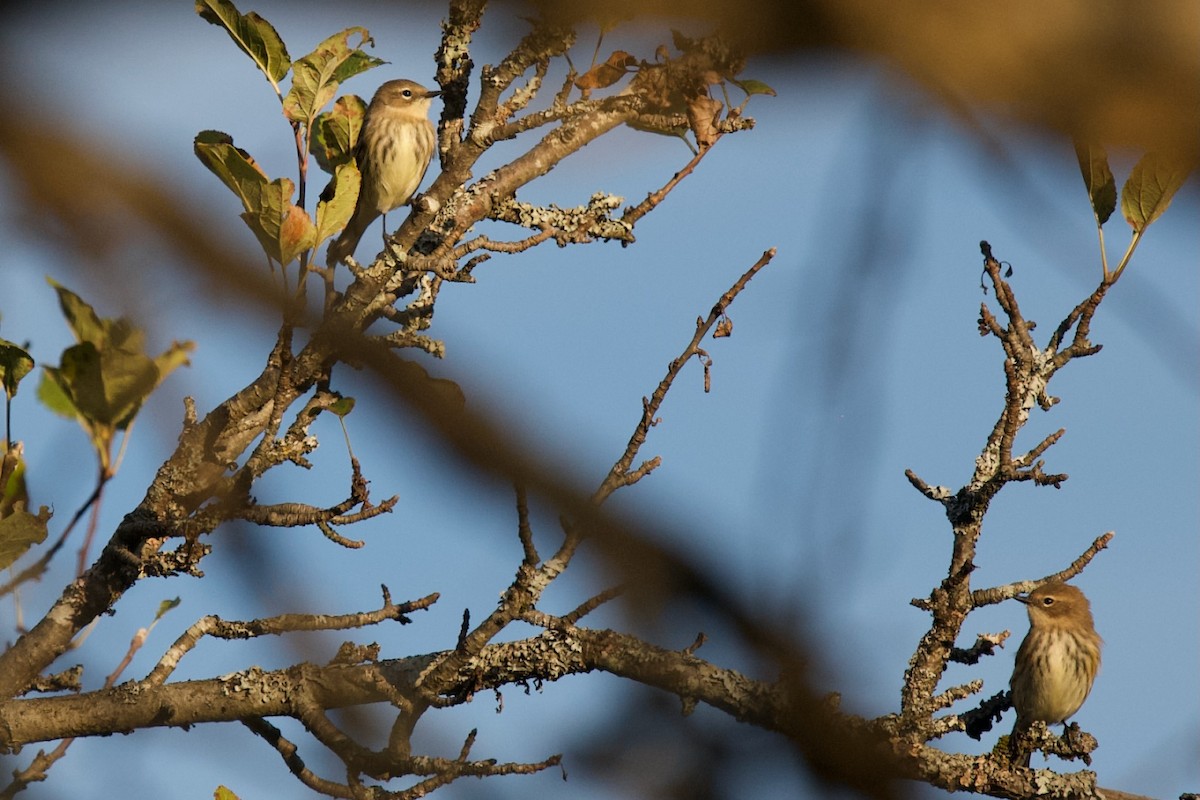 Yellow-rumped Warbler - ML643248690