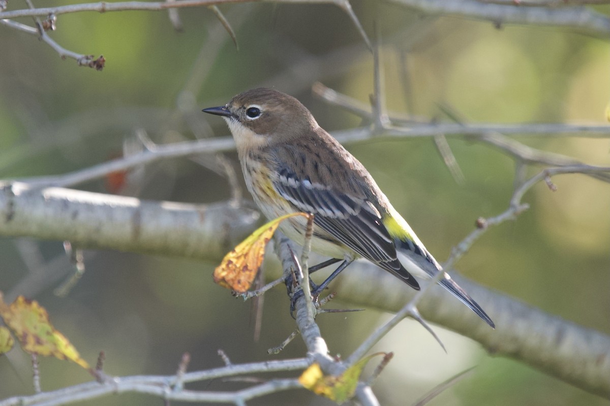 Yellow-rumped Warbler - ML643248691