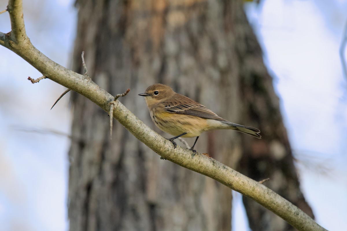 Yellow-rumped Warbler - ML643248692