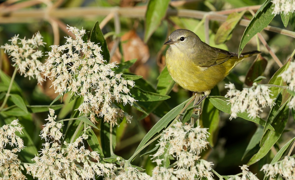 Orange-crowned Warbler - ML643248703