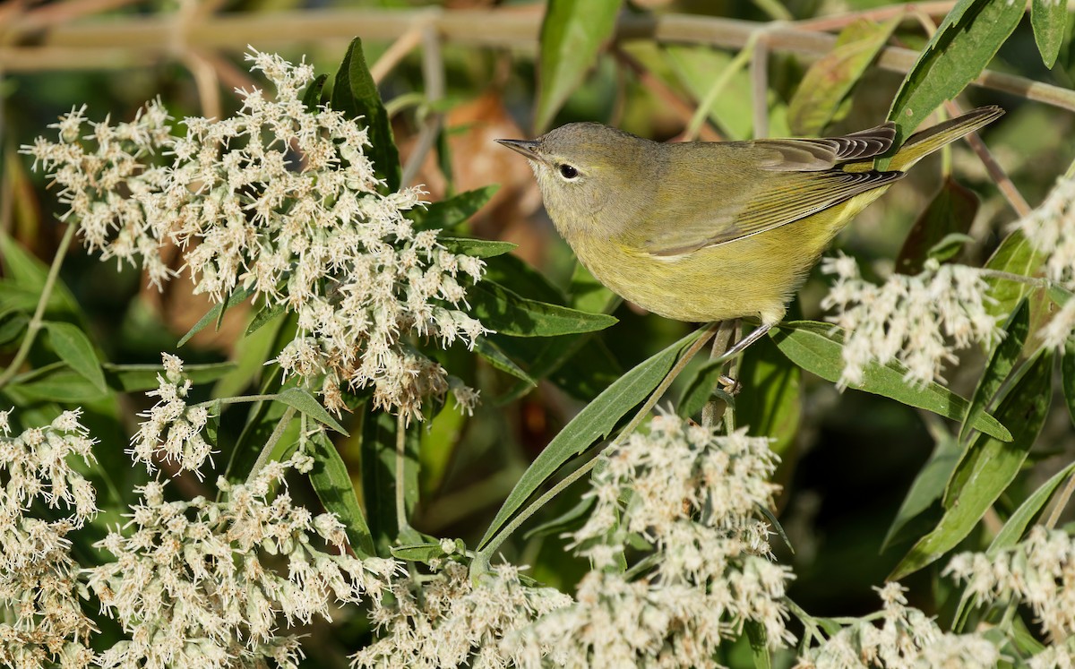 Orange-crowned Warbler - ML643248708