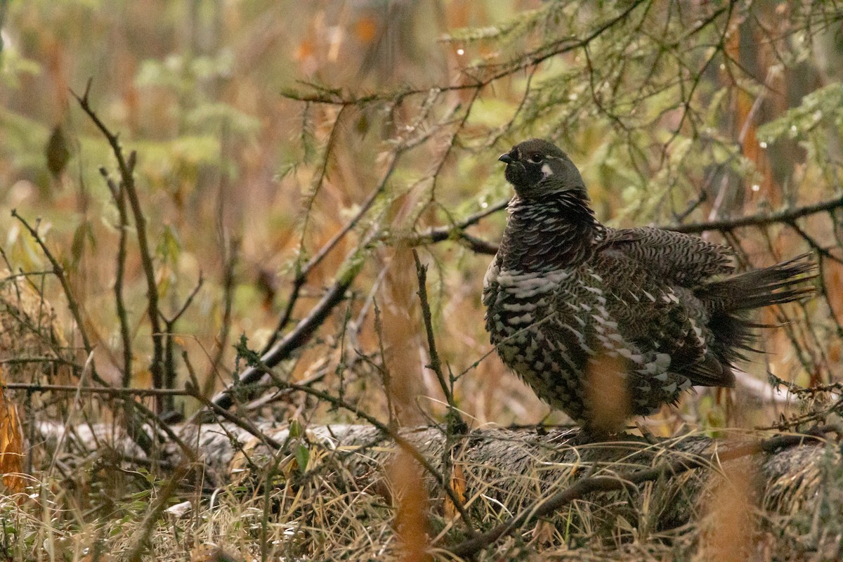 Spruce Grouse - ML643248730