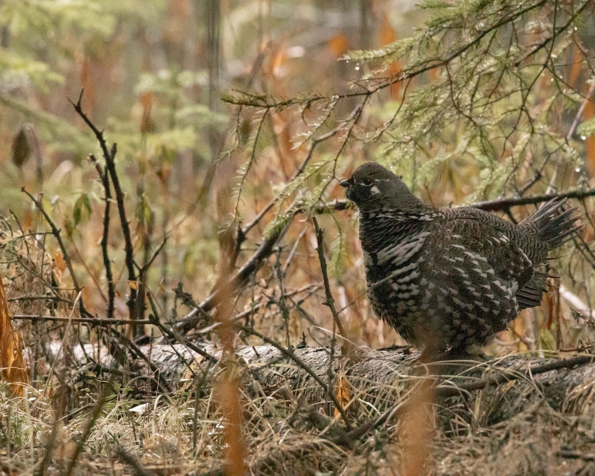 Spruce Grouse - ML643248731