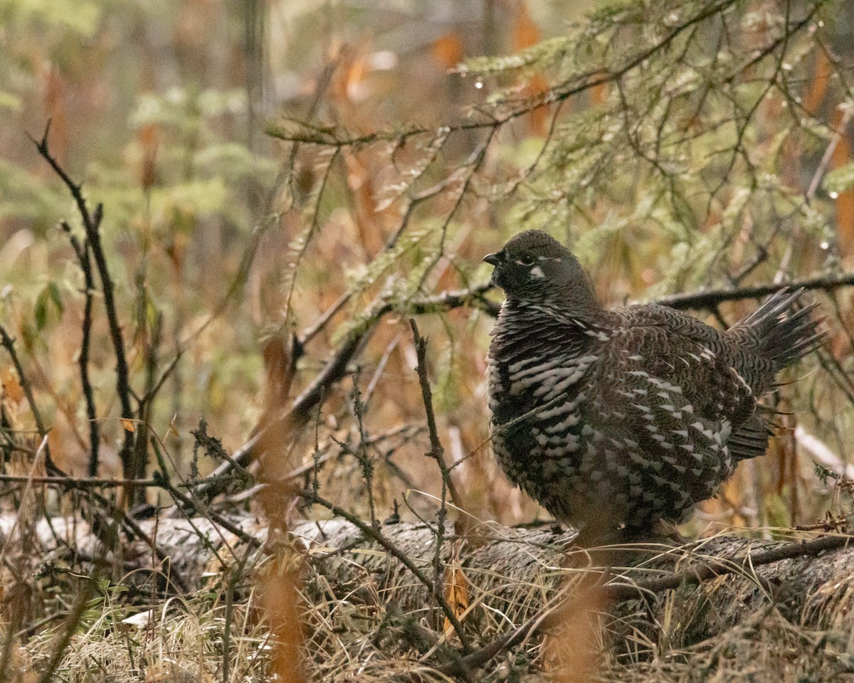 Spruce Grouse - ML643248732
