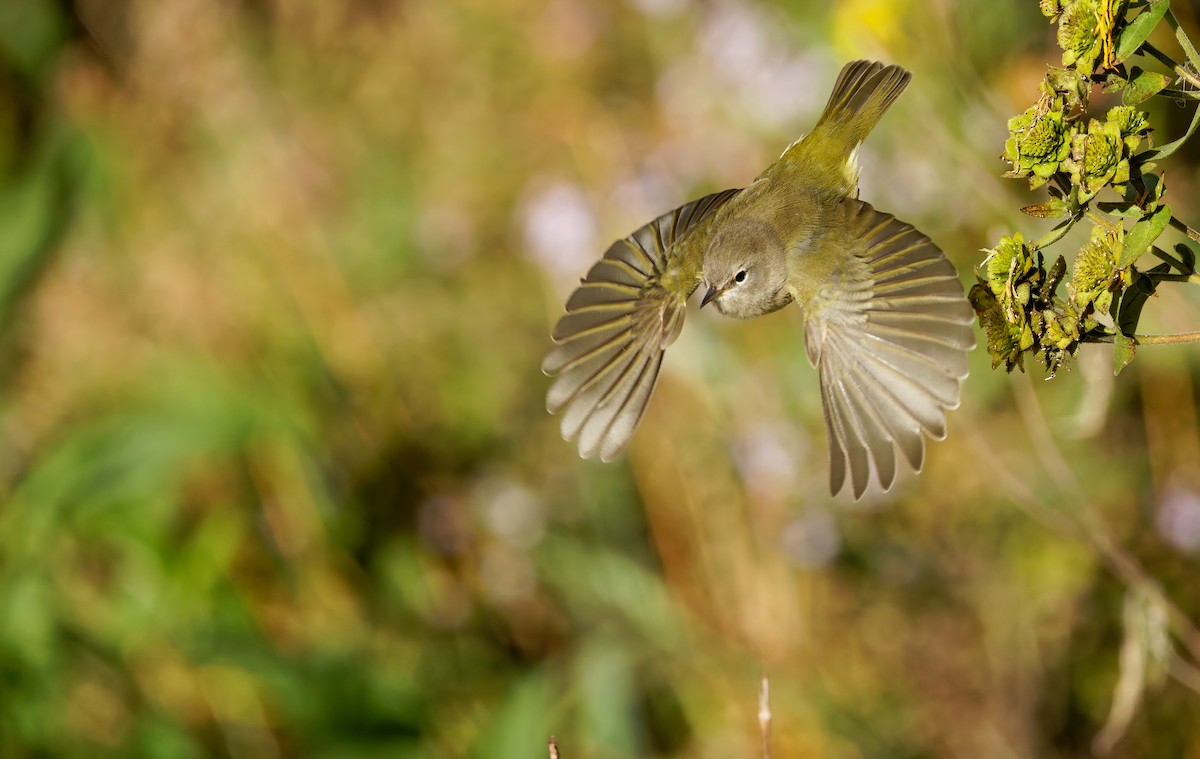Orange-crowned Warbler - ML643248734