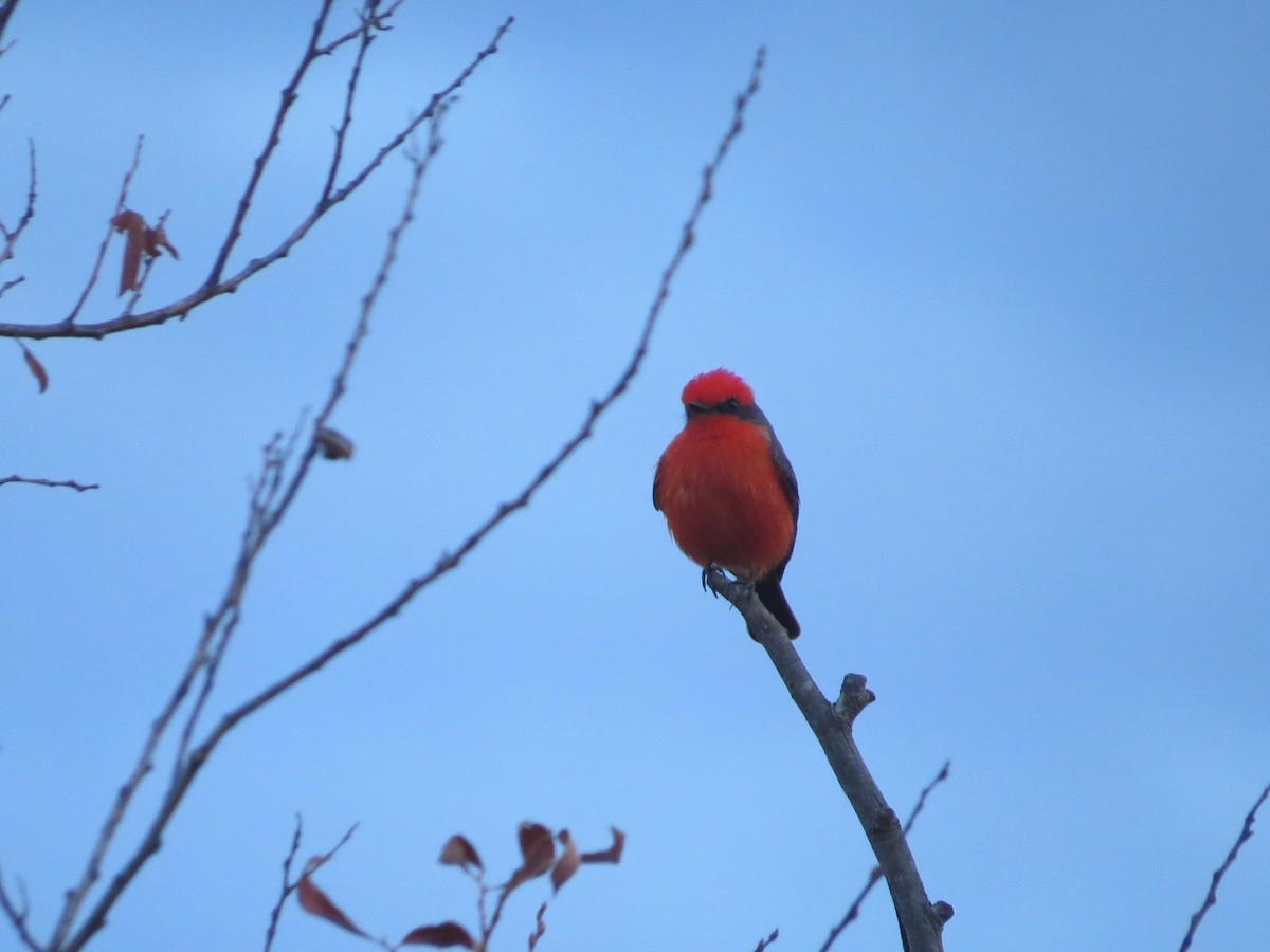 Vermilion Flycatcher - ML643248737