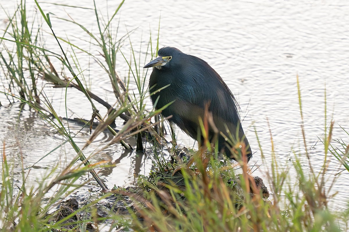 Rufous-bellied Heron - ML643248739