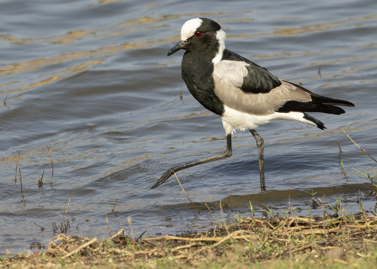 Blacksmith Lapwing - ML643248746