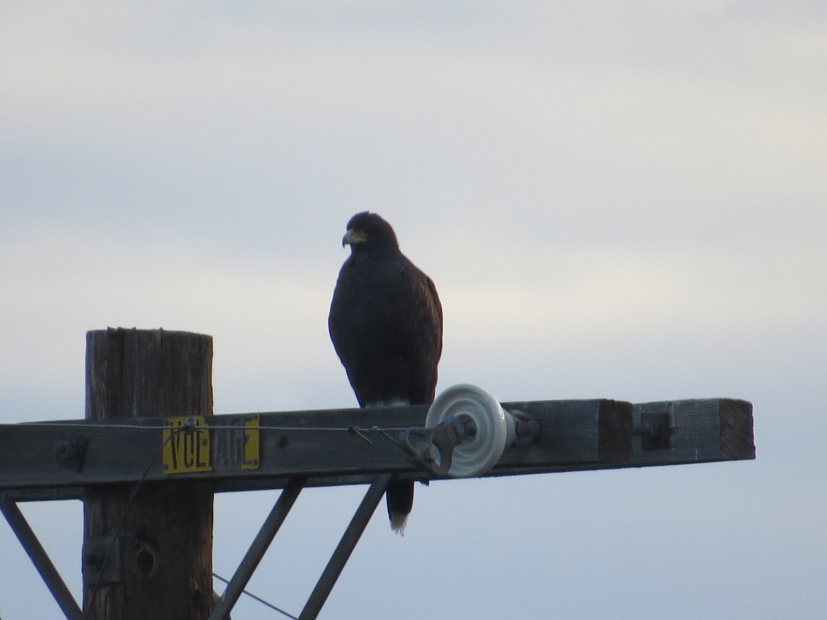 Harris's Hawk - ML643248752