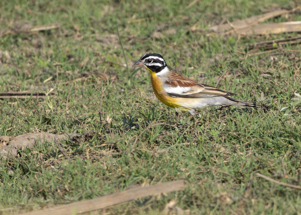 Golden-breasted Bunting - ML643248764