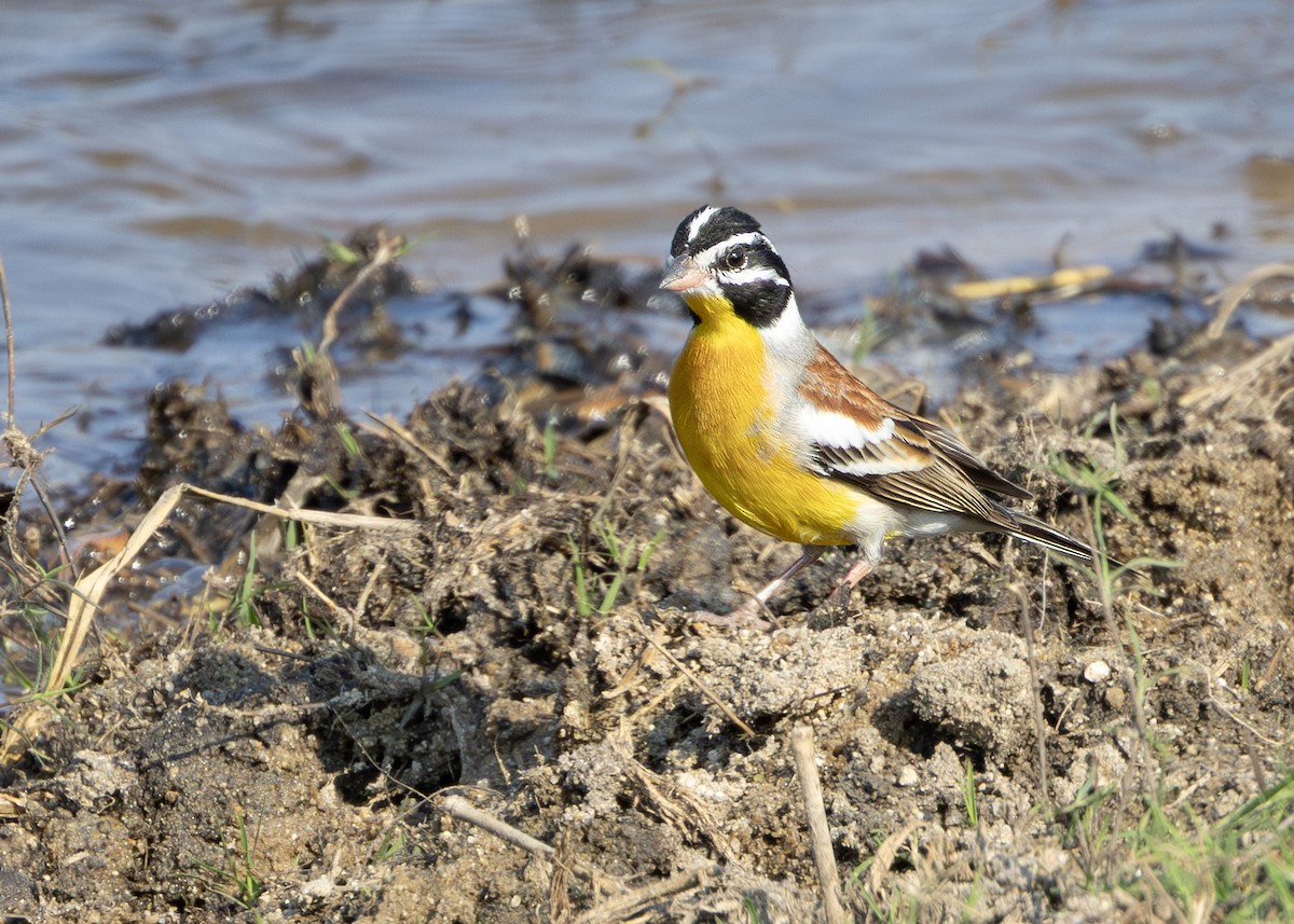 Golden-breasted Bunting - ML643248765