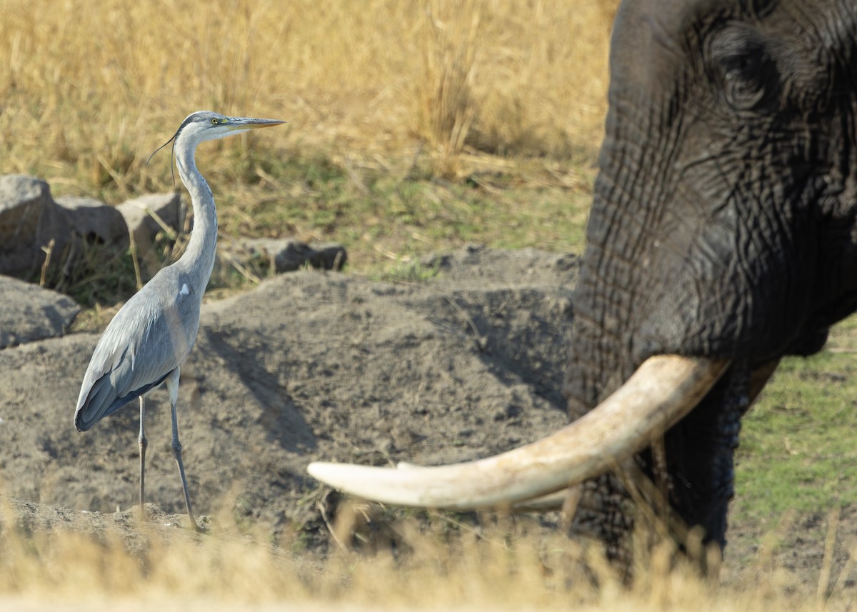Gray Heron (Gray) - ML643248776