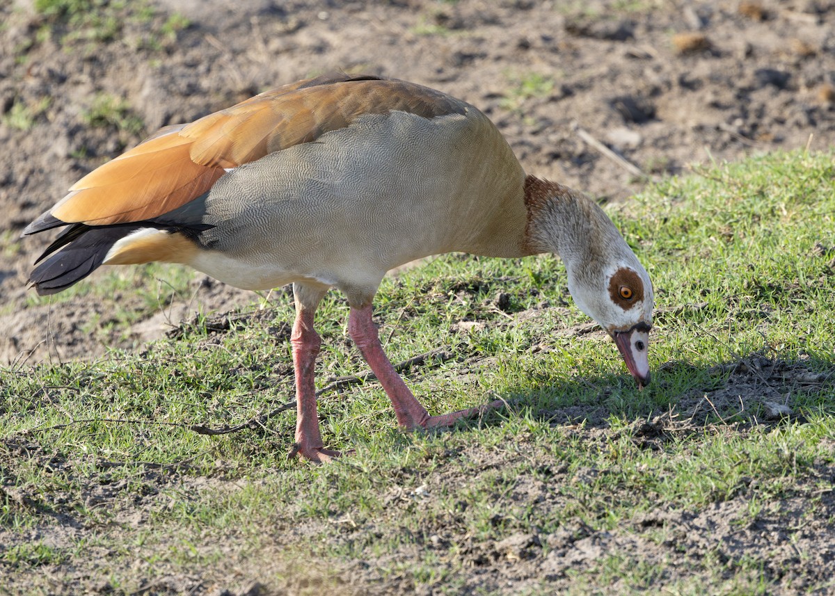 Egyptian Goose - ML643248780