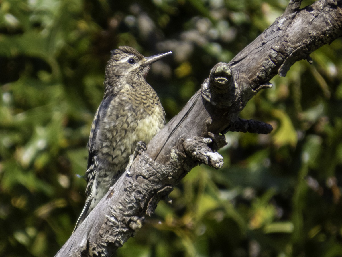 Yellow-bellied Sapsucker - ML643248789