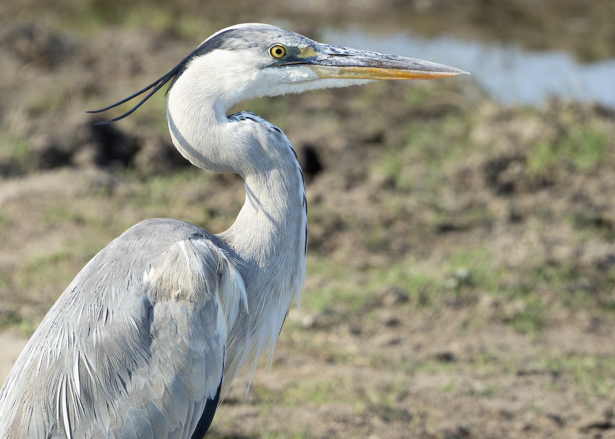 Gray Heron (Gray) - ML643248796