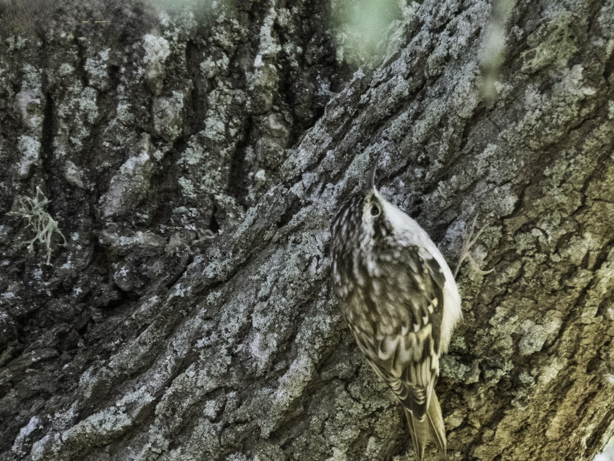 Brown Creeper - ML643248809