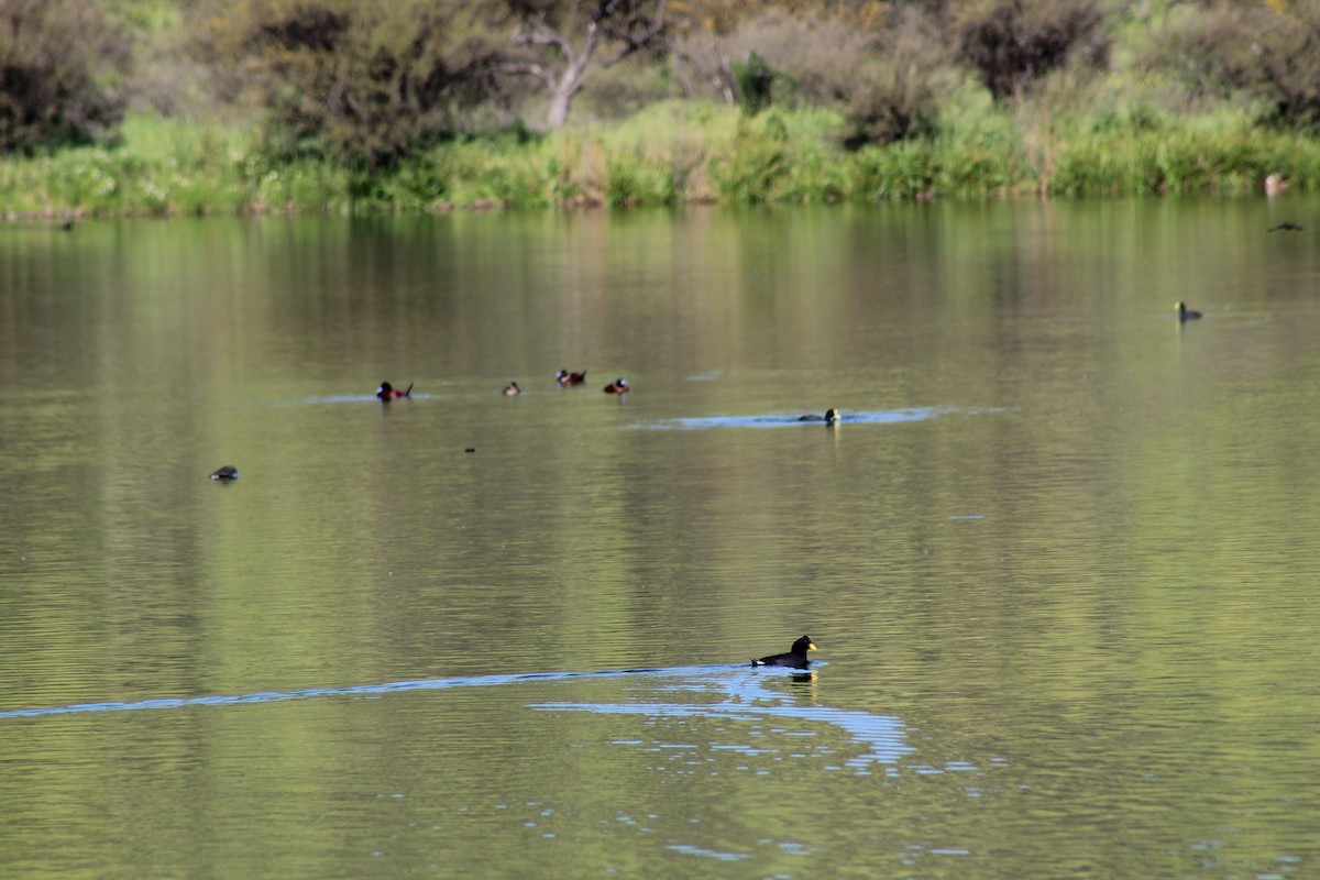 Red-fronted Coot - ML643248812
