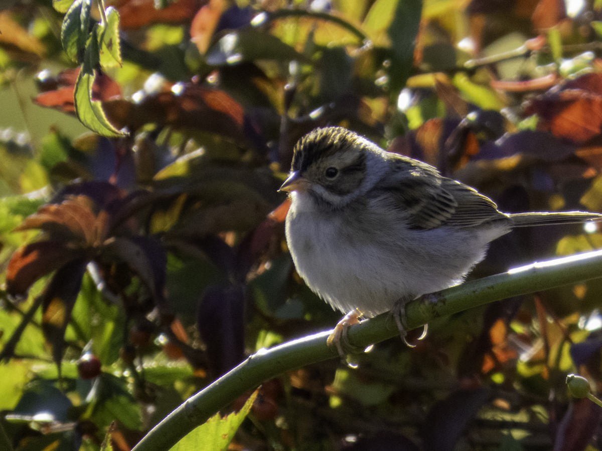 Clay-colored Sparrow - ML643248825