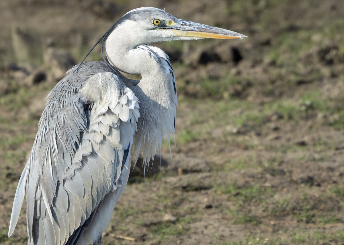 Gray Heron (Gray) - ML643248827