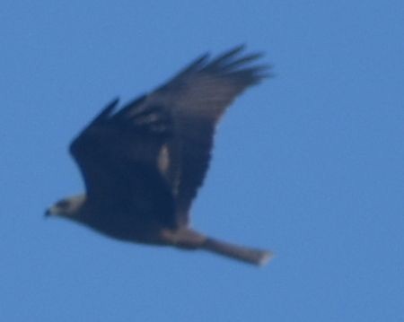Black Kite - ML643248831