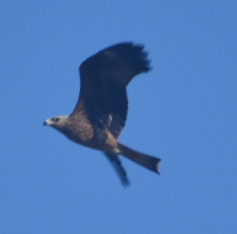 Black Kite - ML643248832