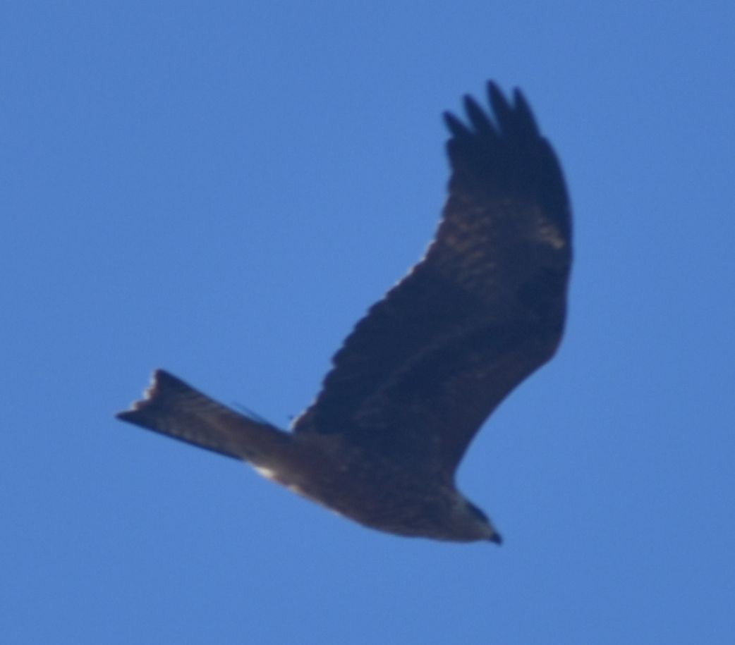 Black Kite - ML643248833